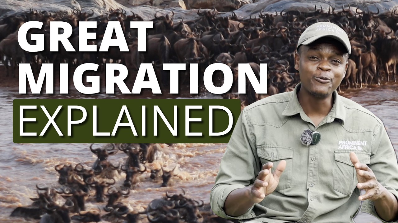 The Great Migration Explained: Phases, Timing & Safari Tips (Ultimate Guide)