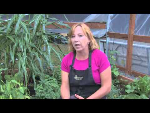 How to Grow Avocado