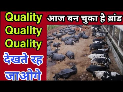 Female murrah buffalo