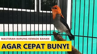 Download lagu Suara burung KEMADE MERAH GACOR Full Nembak PEDAS , Pancingan Cit Keres BAHAN supaya cepat BUNYI LOT mp3 Download lagu Suara burung KEMADE MERAH GACOR Full Nembak PEDAS , Pancingan Cit Keres BAHAN supaya cepat BUNYI LOT mp3