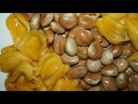 Os 10 Benefícios do Caroço de Jaca Para Saúde | Dicas de Saúde