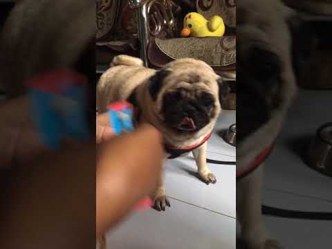 Alex likes to eat creamy 😋😋