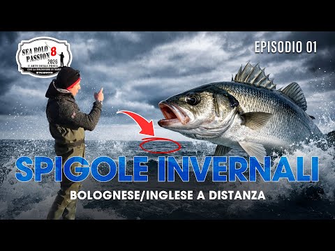 Bolognese Fishing in Winter: How to Catch Sea Bass at Long Distance | Sea Bolo Passion E1S8