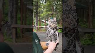 Discover the secret behind owls&#39; silent flight! 🦉#Owls #SilentFlight #NatureFacts