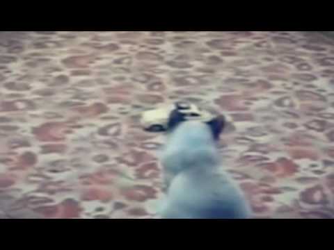 funny stupid scared cats really funny