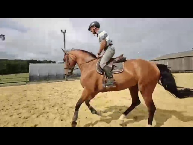 Magnifique hongre 4 ans &agrave; fort potentiel 