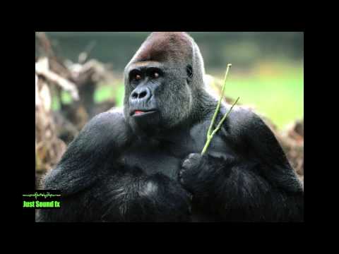 gorilla sound