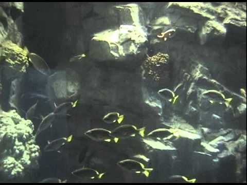 2005.02.07 關西北陸自助旅行 大阪水族館 海遊館 翻車魚