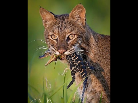 Wonderful Planet Earth: Beautiful Animals & Nature