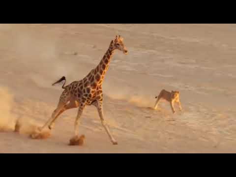 Animals Fighting Grafy vs lion