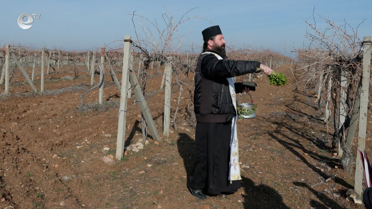 Зарязаха лозята в село Сусам