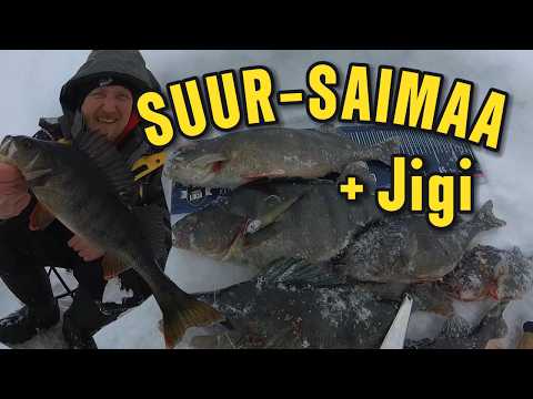 Ison ahvenen pilkintää Suur Saimaalla