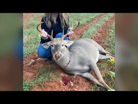 New Primos Rack and Roll Deer Rattling Call