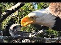 Bald eagle defies nature by adopting, not eating, baby hawk