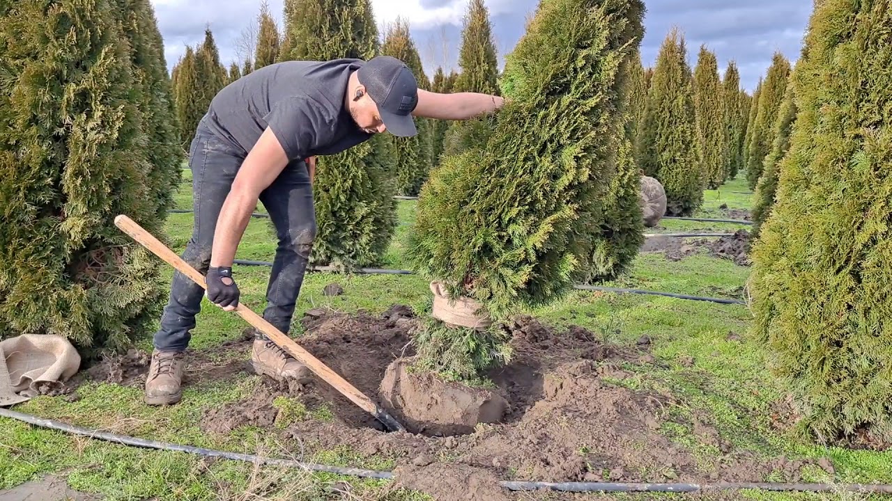 Watch how to transplant and dig arborvitae como sacar y transplantar pinos Now how to transplant and dig arborvitae como sacar y transplantar pinos
