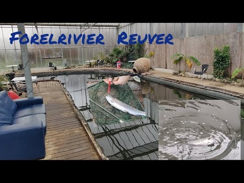 FORELRIVIER REUVER VOOR Dagje forel en zalm forel vissen ook meerval en steur vissen