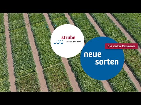 Strube Saat – Neue Sorten bei Rizomania