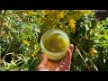 Goldenrod Sage Salve | How to make your own
