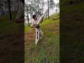 Sound To Scare Monkey Gun Firingvoice Chopal