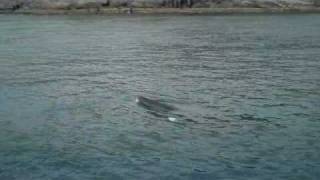 preview picture of video 'Minke whale calf plays with Baltimore Sea Safari whale watching boat, West Cork.'