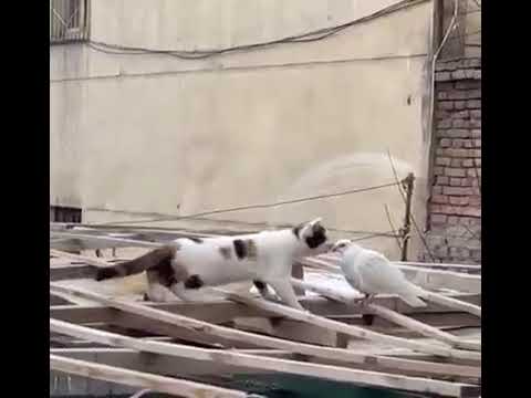 Cat Attack Pigeon😜 | the kings of kbautar comedy😇 - Funny cat😂 compilation||#cats  #funnycatvideos😜