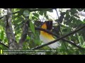 Lesser Bird of Paradise (Paradisaea minor): Always Preening