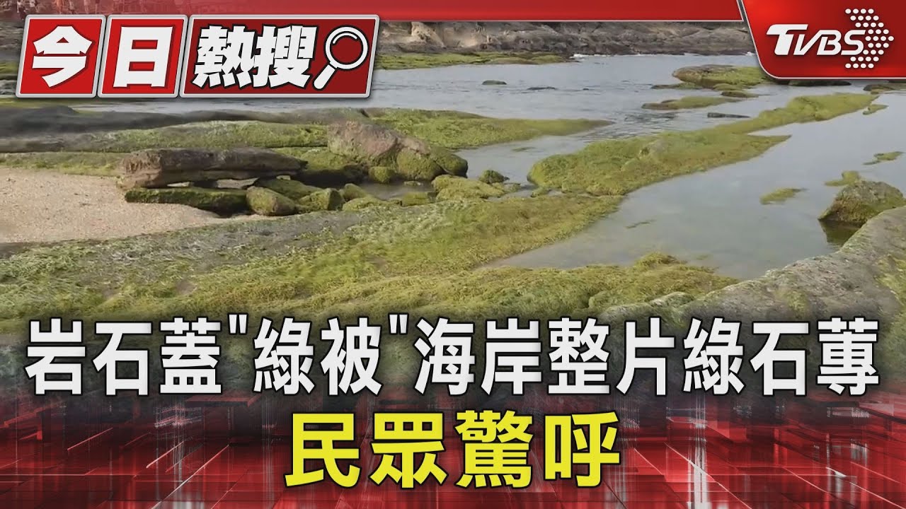 岩石蓋「綠被」海岸整片綠石蓴 民眾驚呼