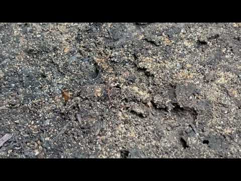 Termites Found Underneath a Stone in Cream Ridge, NJ