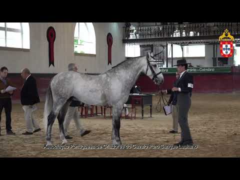 231021 29 Moicano Malhadinha - Aprovação de Reprodutores