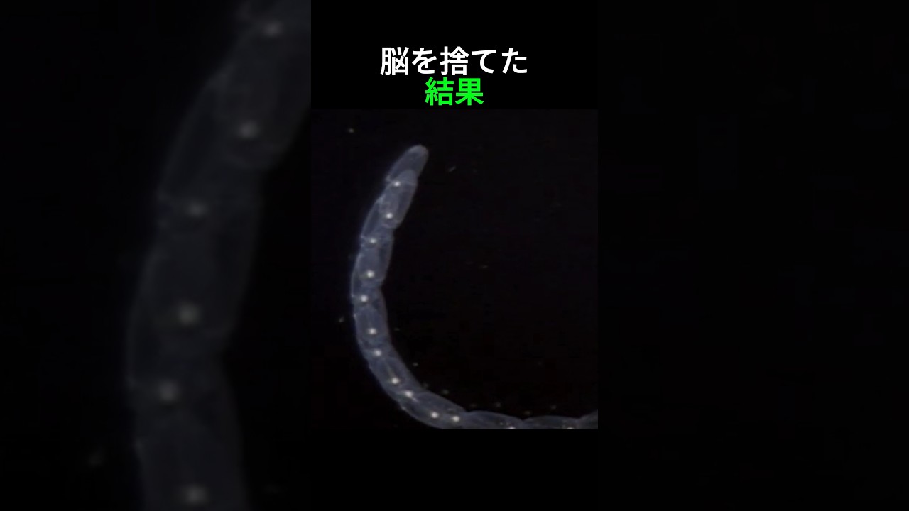 考えない集団行動