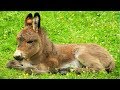 Les animaux de la ferme : L'âne