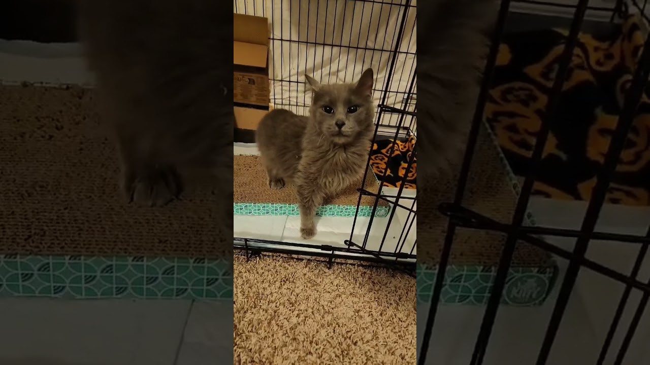 Enlarge Phoebe, a Adoptable Domestic Medium Hair in St. Paul, MN video 6/6
