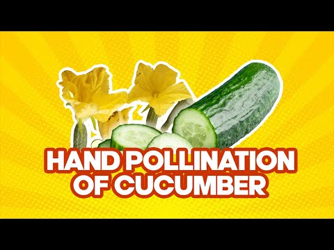 You Won't Believe How A Q-Tip Got Me Massive Cucumber Harvest