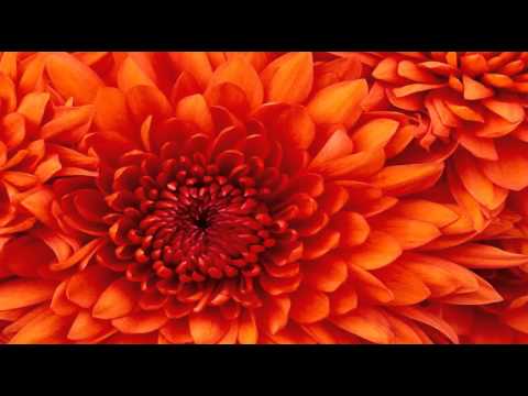 Top 40 Hits Of 1948 33 Francis Craig Beg Your Pardon