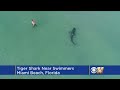 Drone Catches Shark Near Unaware Swimmers