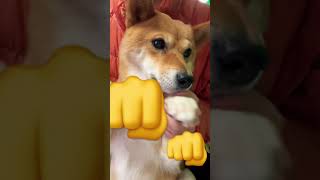 北斗百裂犬豆柴（設定６） #shibainu #柴犬 #cute #犬のいる暮らし #北斗の拳