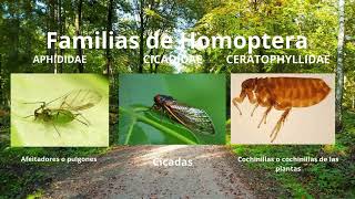 Hemiptera y homoptera