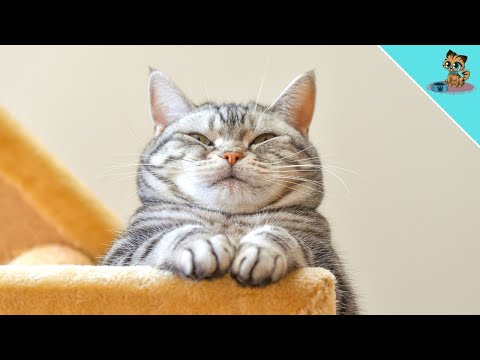 THIS will make your apartment cat SICK! (Avoid it!)