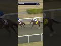 GAVRIEL(Frankel x Thistle Bird) #horse #horseracing #racingtv #sport #britishhorseracing