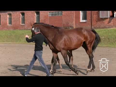 RD138 Hengstfohlen von Totilas - Carnaby - Silvester