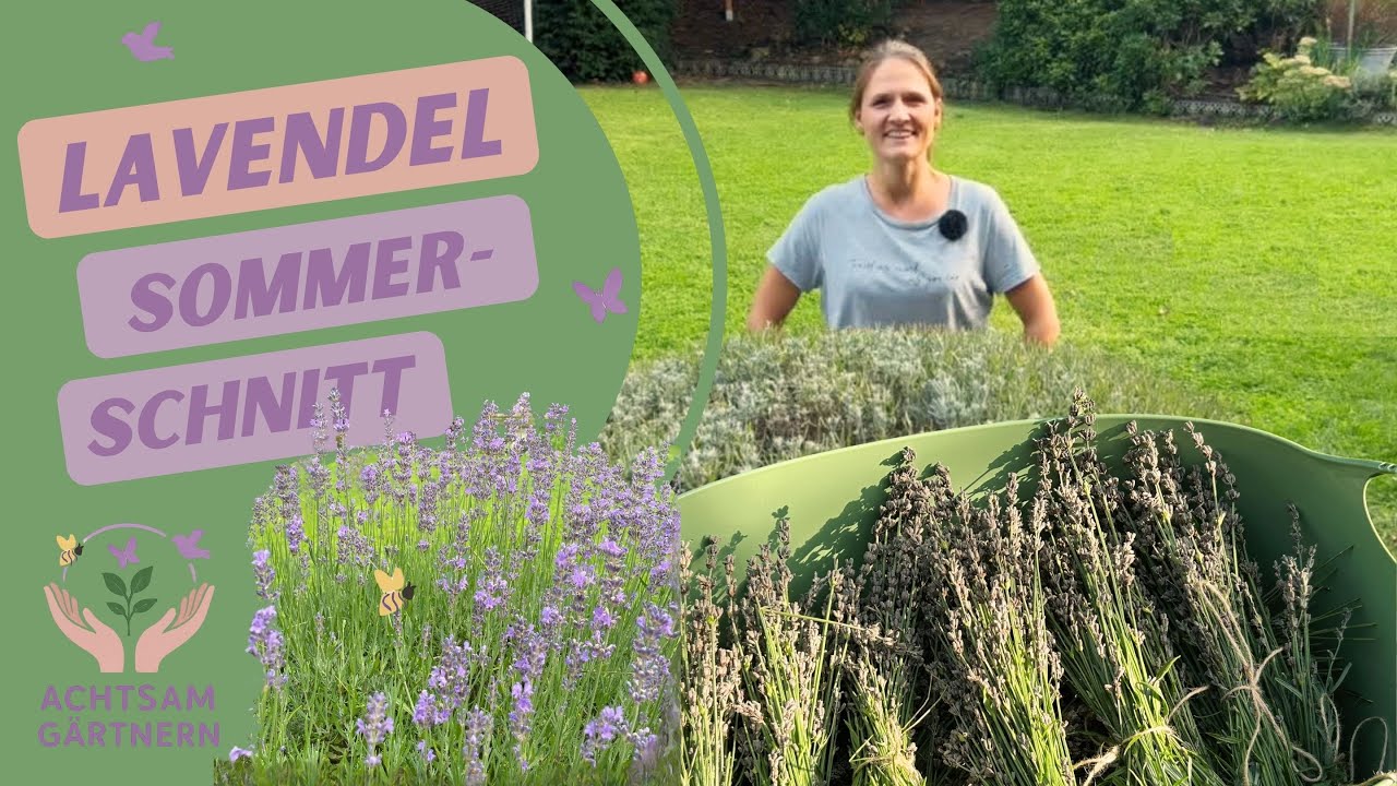 Lavendel Sommerschnitt - wie und wann verschaffe ich meinem Lavendel eine neue Frisur?! 🥰