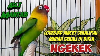 Download lagu Labet Gacor Ngekek Panjang, Sekali FIGHTER Lovebird Macet MUDAH SEKALI Terpancing IKUT NGEKEK mp3 Download lagu Labet Gacor Ngekek Panjang, Sekali FIGHTER Lovebird Macet MUDAH SEKALI Terpancing IKUT NGEKEK mp3