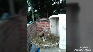 Download lagu Cara melatih elang black kit dari brancer awal (dabol) mp3