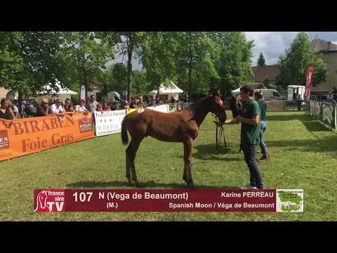 Sprinter Sacré Show 2018 : Lot 107 - N (Vega de Beaumont)