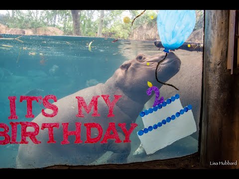 Cincinnati Zoo's Famous Hippo Fritz Celebrates 2nd Birthday