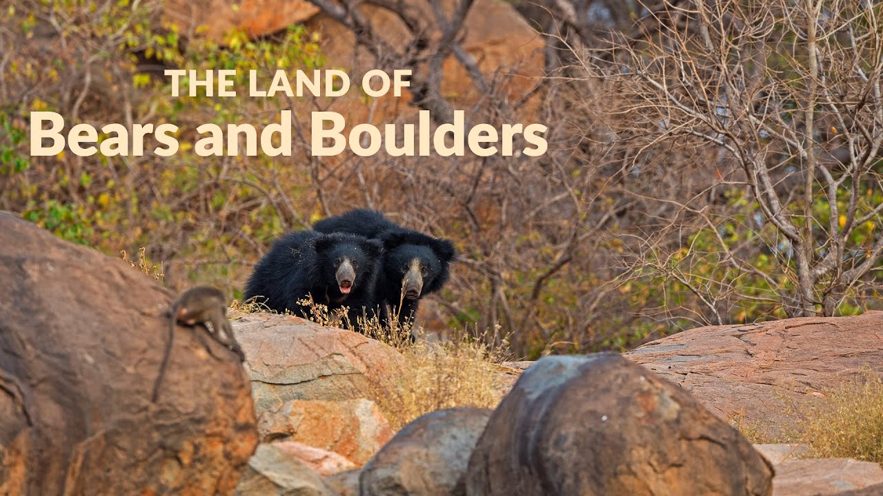 The Land of Bears and Boulders: Daroji Sloth Bear Sanctuary