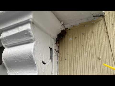 Carefully Exterminating Yellow Jackets in New Brunswick, NJ