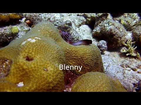 Bonaire diving day 4 - Angel city and house reef