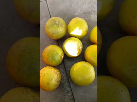 Pahadi Malte ki khatai | Village lifestyle | #shorts | #minivlog | #Nitika Family |