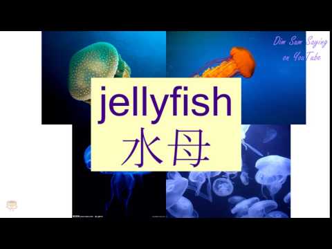 "JELLYFISH" in Cantonese (水母) - Flashcard